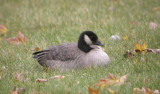 Cackling Goose