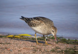 Pectoral Sandpiper