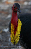 Brush Turkey