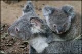 Koala with baby