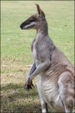 Whiptail Wallaby