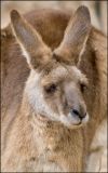 Eastern Grey Kangaroo