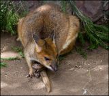 Pademelon