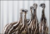 Emu chicks