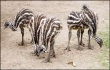 Emu Chicks