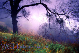 Ghost Tree Fog