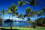 Kauai Palms