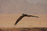 Capovaccaio - Egyptian Vulture - Neophron percnopterus