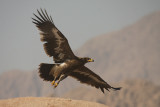 Aquila delle steppe - Steppe Eagle