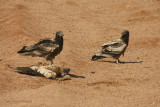 Capovaccaio - EgyptianVulture -Neophron percnopterus