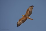 Pecchiaiolo - Honey Buzzard - Pernis apivorus