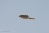 Sparviere levantino - Levant Sparrowhawk - Accipiter brevipes