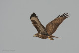 Poiana delle steppe - Steppe Buzzard - Buteo buteo vulpinus