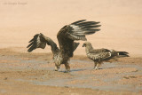 Nibbi Bruni - Black Kites - Milvus migrans