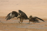 Nibbi Bruni - Black Kites - Milvus migrans