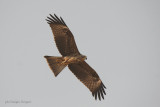 Nibbio Bruno - Black Kite