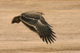 Aquila delle steppe - Steppe Eagle