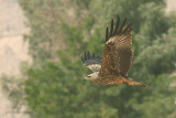 Nibbio Bruno - Black Kite