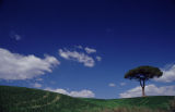 Solitary pine
