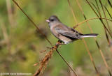 Dark-eyed Junco