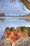 Stump fog lake rw.jpg