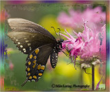 8586macro butterfly.jpg