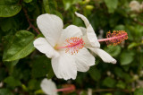 white hibiscus