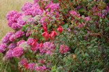 Fuschia and hydrangea