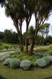 Palm trees in Ireland