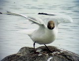Skrattms<br> Black-headed Gull<br> Chroicocephalus ridibundus	