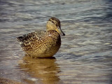 Kricka <br> Common Teal (Eurasian Teal)<br> Anas crecca