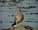 Ringduva<br> Columba palumbus<br> Common Wood Pigeon