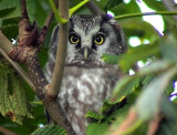 Prluggla<br> Tengmalms Owl<br> Aegolius funereus