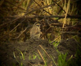 Svartstrupig jrnsparv<br>  Black-throated Accentor<br> Prunella atrogularis 