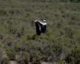 Sporrvipa<br> Spur-winged Plover<br> Vanellus spinosus