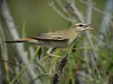 Trdnktergal<br> Rufous Bush Robin<br> Cercotrichas galactotes (syriacus)