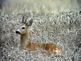 Rdjur<br> Roe deer<br> Capreolus capreolus