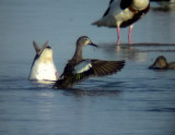 Blvingad rta<br> Blue-winged Teal<br> Anas discors	