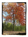 2009 - Sunnybrook Park