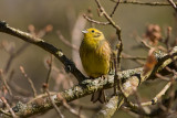 Yellowhammer - Gulsparv