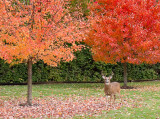 fall color deer copy.jpg