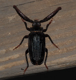 Tile-horned Prionus Beetle