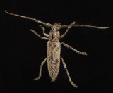 Spined Oak Borer
