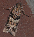 Loblolly Pine Coneworm Moth (5863.1)