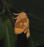 Abbreviated Button Slug Moth (4654)