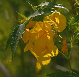 Unidentified Flower