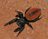 Phiddipus carneus