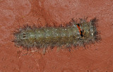 Apotolype brevicrista Caterpillar (7681)