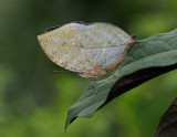 Oak Leaf Butterfly