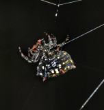 Spinybacked Orbweaver Spider